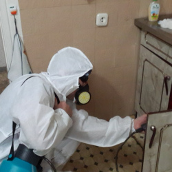 Дезинфекция от муравьев в квартире Площадь Ленина метро Спб